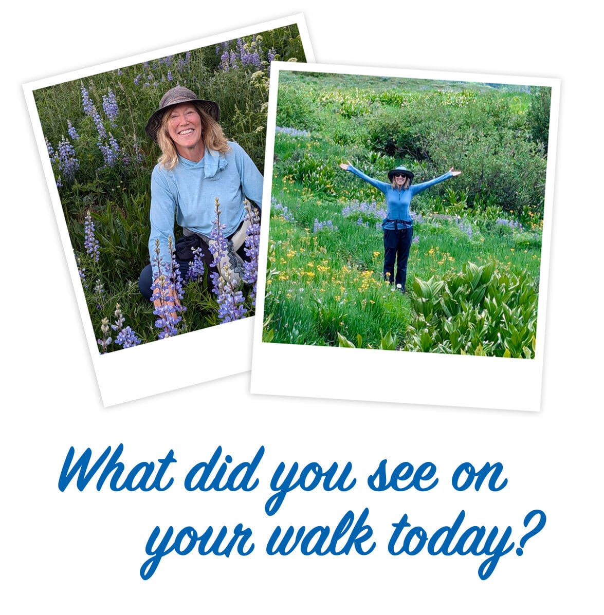 What did you see on your walk today?