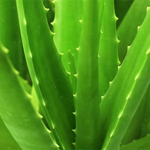 Aloe barbadensis or Aloe