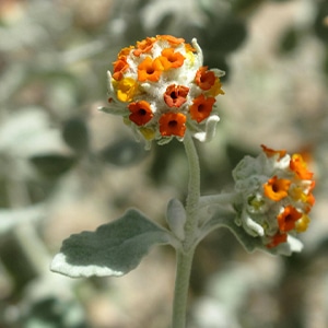 Buddleja Marrubiifolia or Wooly Butterfly Bush
