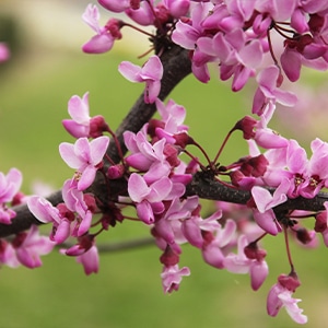 Cercis Canadensis or Redbud