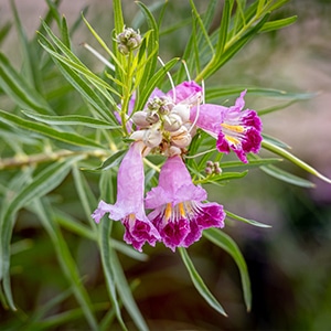 Chilopsis Linearis or Desert Willow