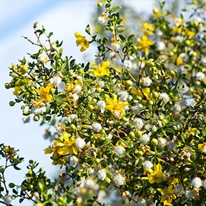 Larrea tridentata or Creosote