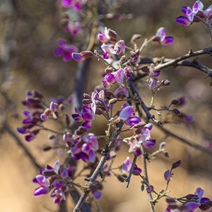 Olneya tesota or ironwood 