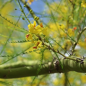 Parkinsonia florida or Palo Verde