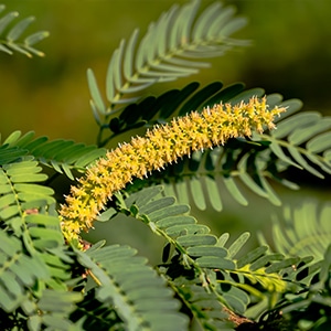 Prosopis Velutina or Mesquite