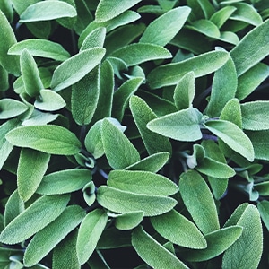 Salvia gregii or sage