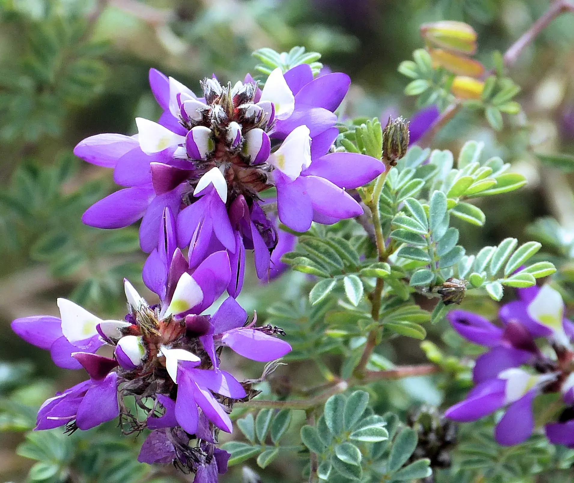 Indigo Bush or Dalea frutescens