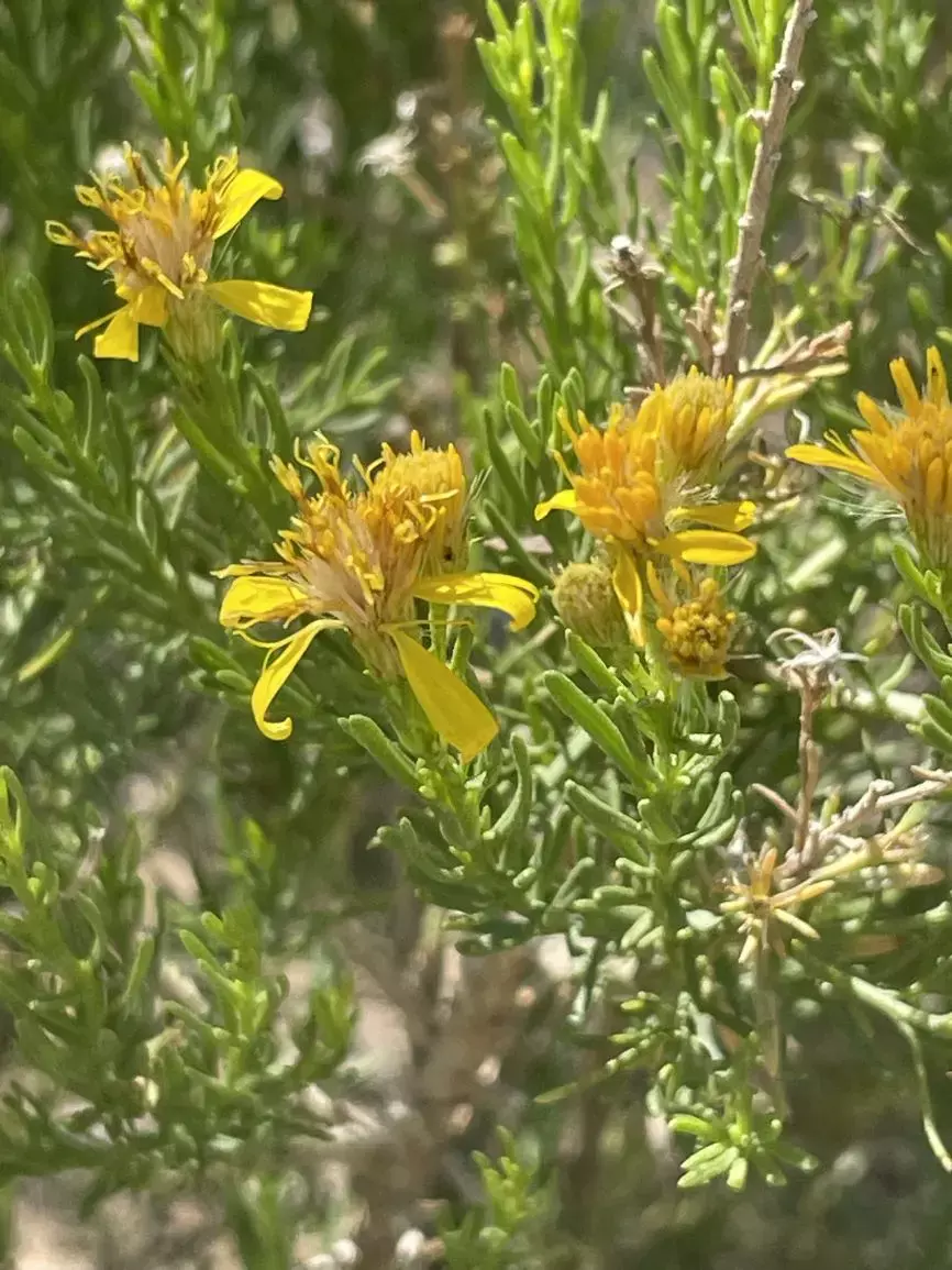 Ericameria laricfolia or turpentine bush