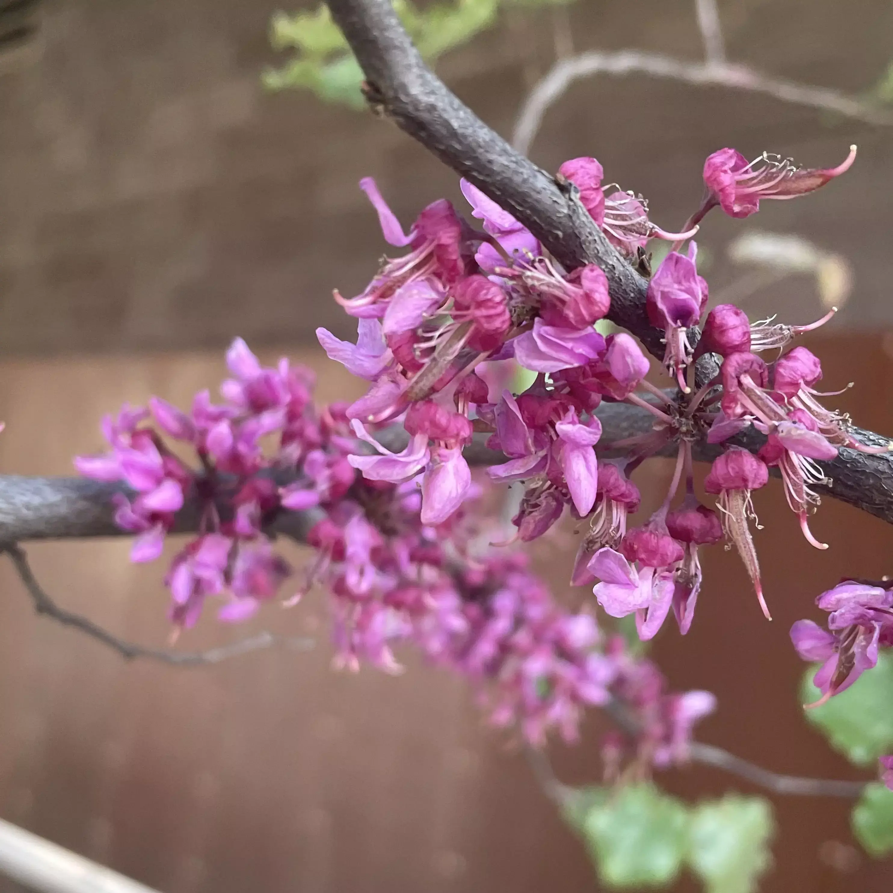 Cercis Canadensis