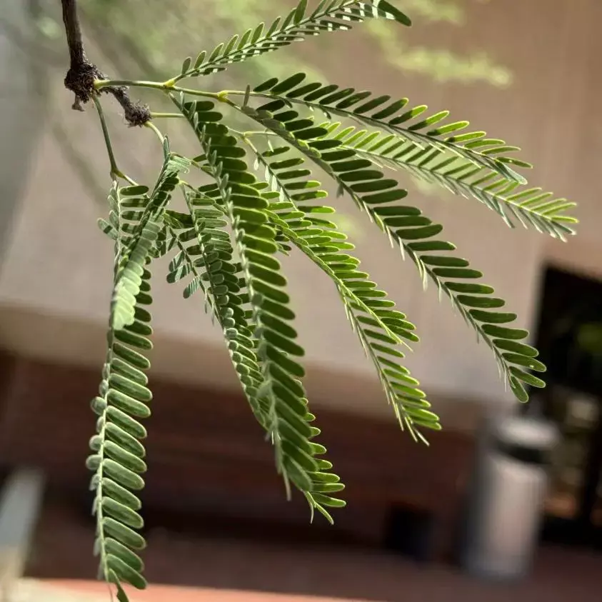 Mesquite tree