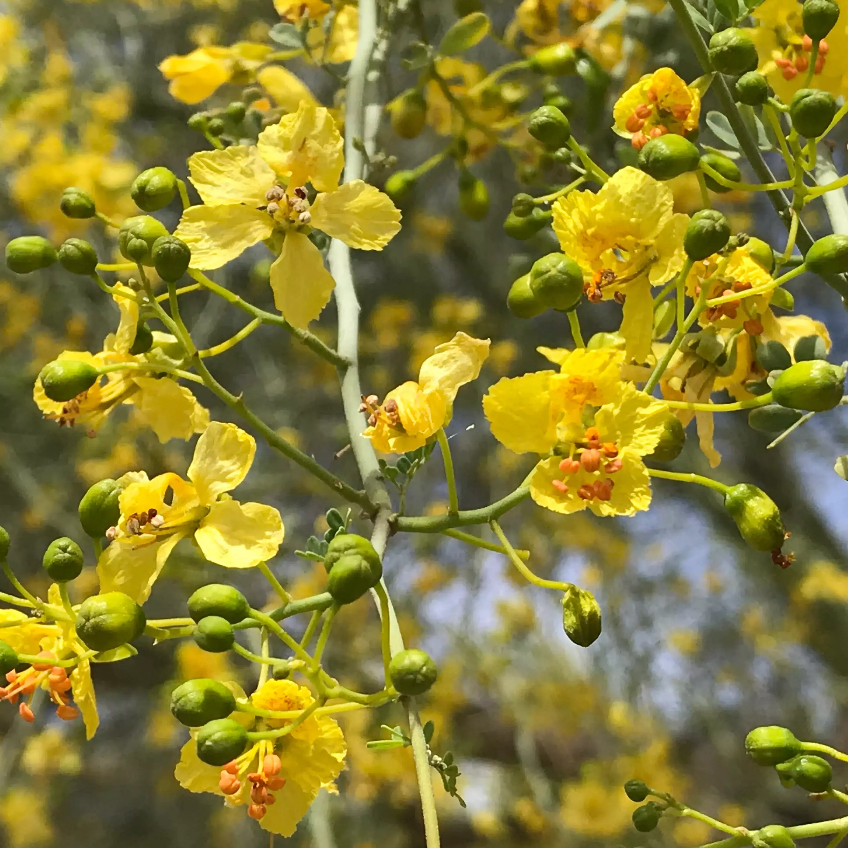 Palo Verde