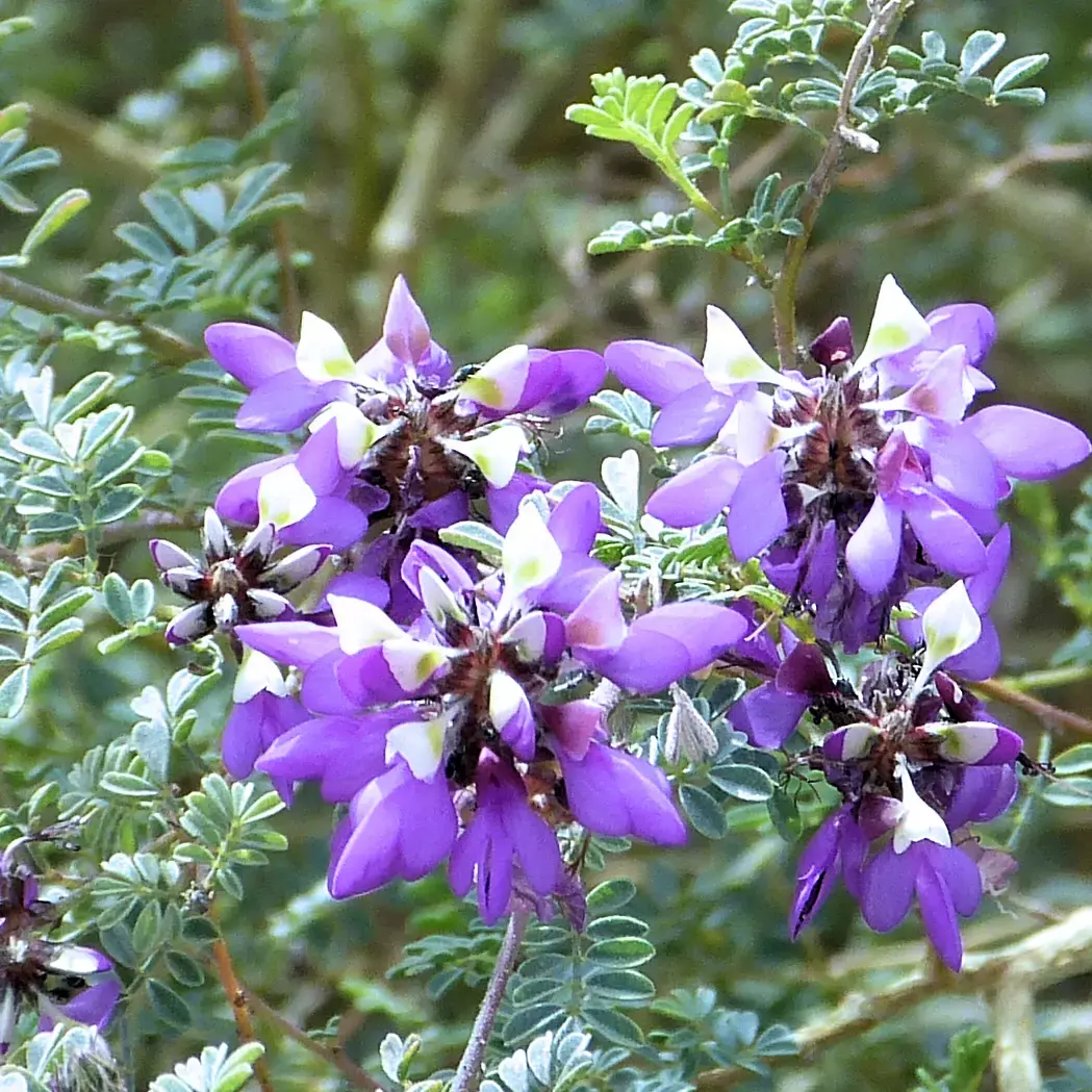 Indigo Bush