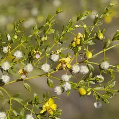 Creosote Bush