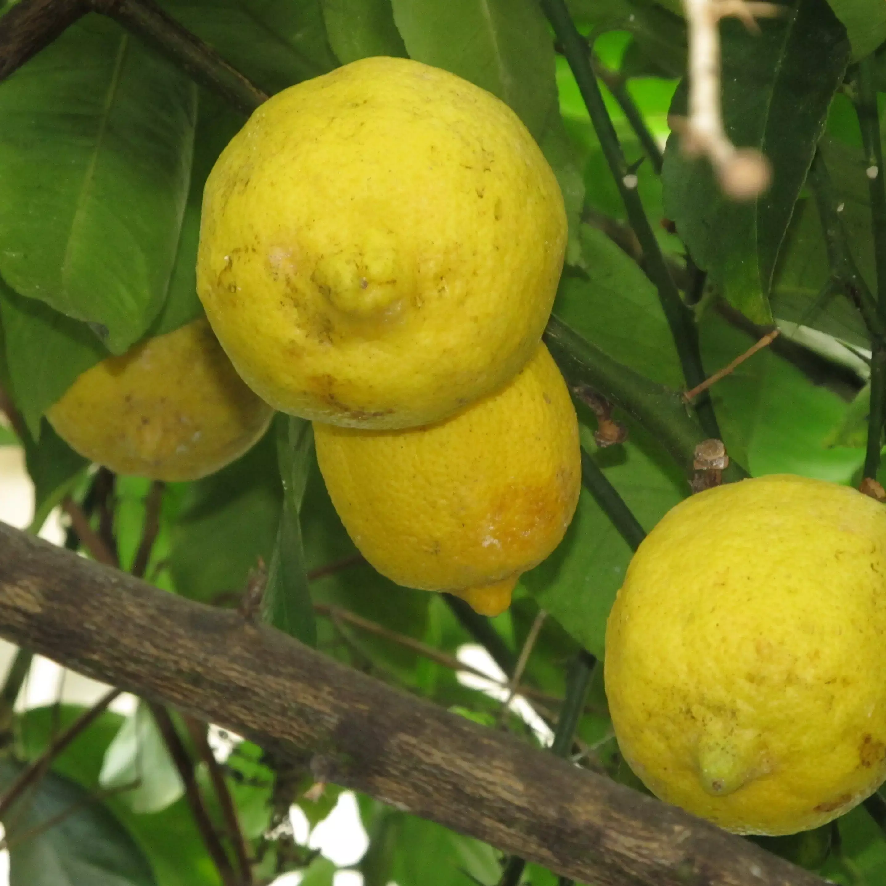Lemon Tree