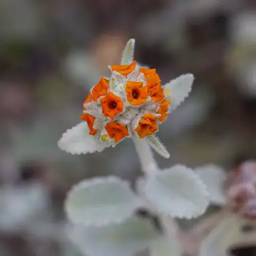 Buttefly Bush