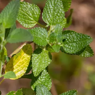 Sage