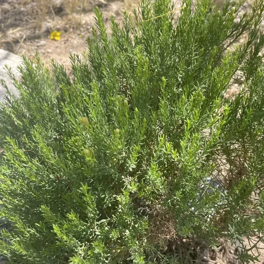 Turpentine bush
