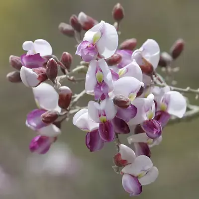 Ironwood tree