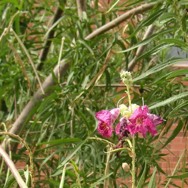 Desert Willow