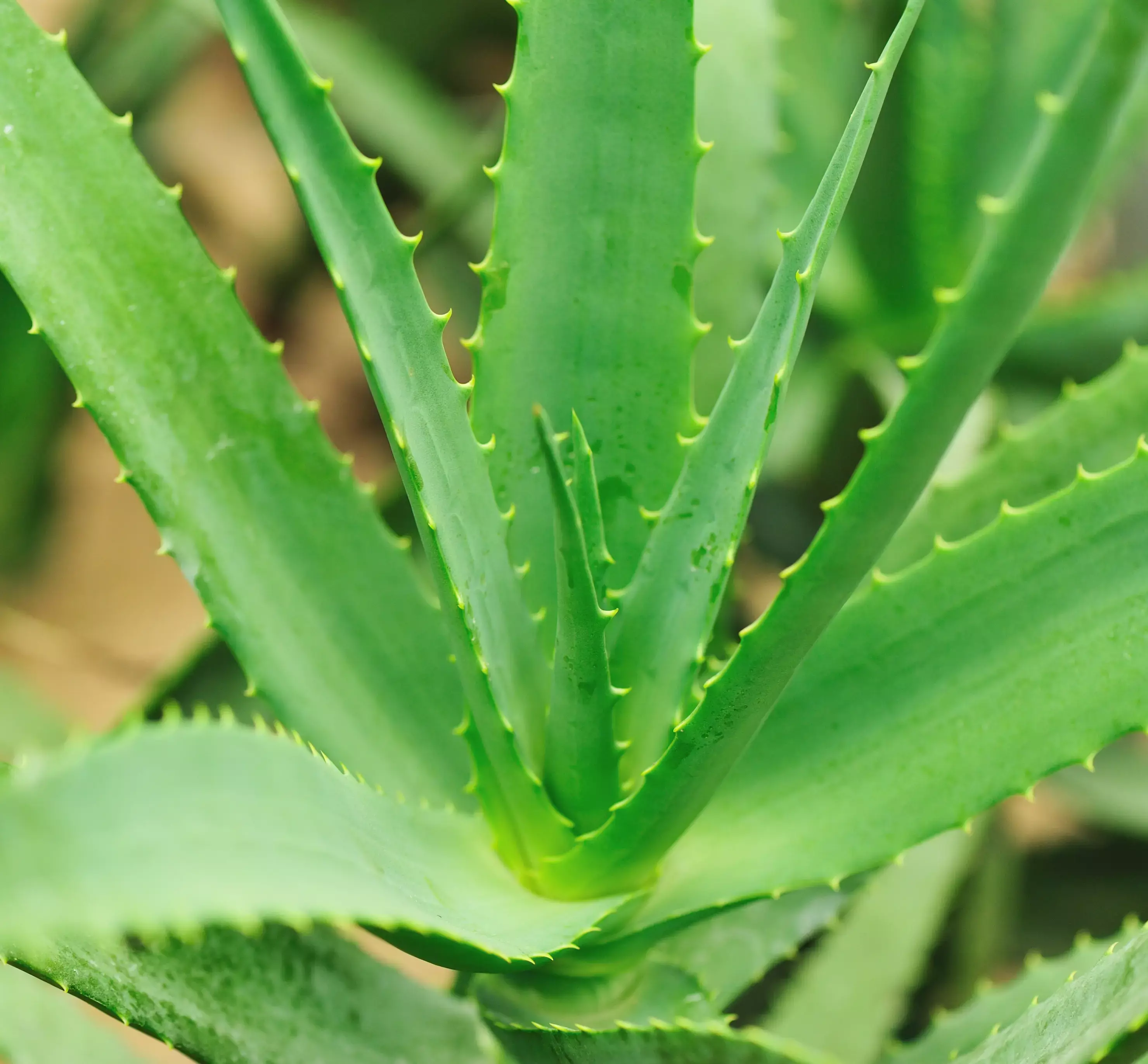 Aloe Vera Plant